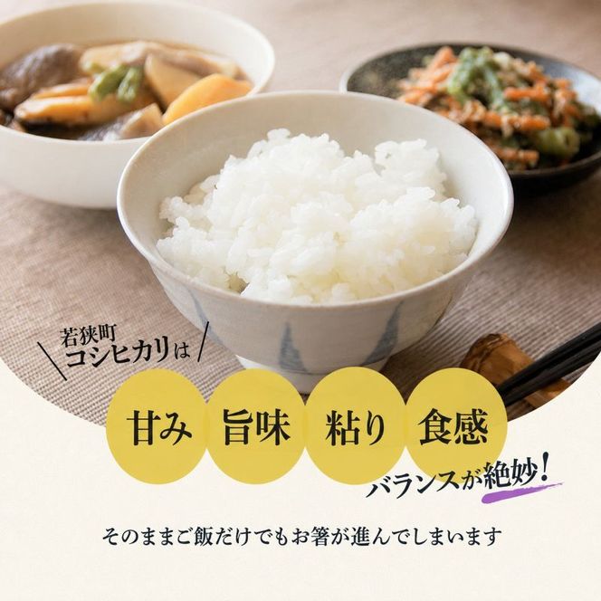 【ふるさと納税】コシヒカリ 米 定期便 5kg 10kg 選べる 令和8年産 新米 先行予約 白米 精米 一等米 単一原料米 3ヶ月 6ヶ月 3回 6回 5キロ 10キロ お米 おこめ こめ ご飯 こしひかり 産地直送 福井県産 福井県　若狭町