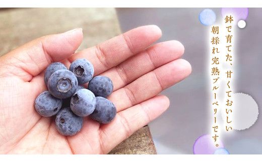 ≪先行予約≫【 訳あり 】 朝採れ 完熟 ブルーベリー 1050g ( 350g × 3パック ) 【 2026年 7月中旬頃より発送開始 】 ぶるーべりー フルーツ 果物 くだもの 新鮮 ベリー 小分け 朝どり 国産 生 規格外 不揃い
