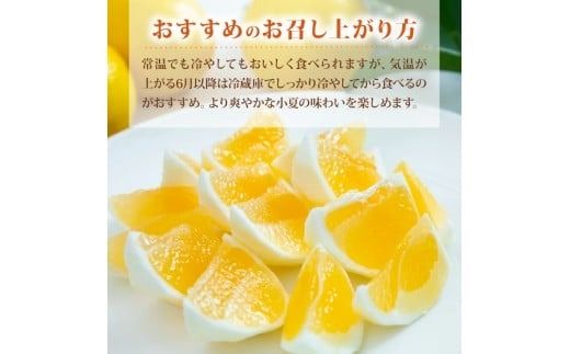 【先行予約】【令和8年産】 小夏 1.5kg 3kg フルーツ 果物 みかん 期間限定 旬 柑橘 ギフト プレゼント 贈答用 こなつ 日向夏 ニューサマーオレンジ デザート スイーツ ジューシー 甘酸っぱい 爽やか 初夏 高知特産 季節の味覚 家庭用 自宅用 贈り物 お取り寄せ 産地直送 メリーガーデン 高知県産 安芸市 高知県