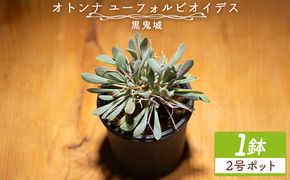 塊根植物 ユーフォルビオイデス オトンナ 塊根植物 植物 黒鬼城 オトンナ属 強健種 インテリア ナチュラル 自然 グリーン 観葉植物 おしゃれ 癒し かわいい 多肉植物  サキュレントフィールド Succulent field 高知県 香南市 常温 cc-0003