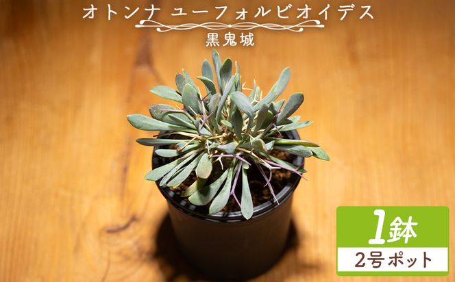 塊根植物 ユーフォルビオイデス オトンナ 塊根植物 植物 黒鬼城 オトンナ属 強健種 インテリア ナチュラル 自然 グリーン 観葉植物 おしゃれ 癒し かわいい 多肉植物  サキュレントフィールド Succulent field 高知県 香南市 常温 cc-0003