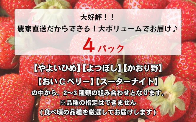 【 先行予約 2026年1月中旬以降発送 】 数量限定 農家直送 ♪ 八千代町産 いちご ボリュームパック （ 4パック ） 人気 の 詰め合わせ セット イチゴ 苺 季節限定 茨城県 フルーツ 果物 食べ比べ セット [AJ002ya]