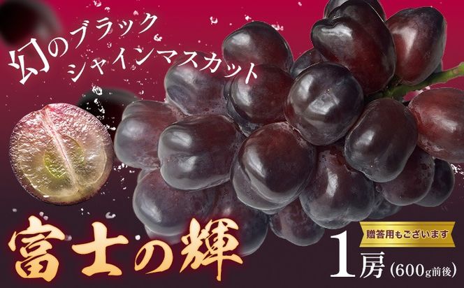 ぶどう 富士の輝 1房 贈答用もあり 茨城県 結城市 《8月下旬-9月下旬頃出荷予定》 會澤ぶどう・キウイフルーツ園 葡萄 ブドウ 大粒 種なし ブラック シャインマスカット 果物 フルーツ ギフト 国産 季節限定 【配送不可地域あり】(離島)---yuki_aizw_15_1p---