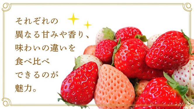 【桐箱入り】3色いちご 9～15粒 【2027年1月から発送開始】（茨城県共通返礼品 [いちご]：城里町産） いちご イチゴ 苺 甘い 国産 人気 桐箱 贈答 贈り物 ギフト ふるさと納税