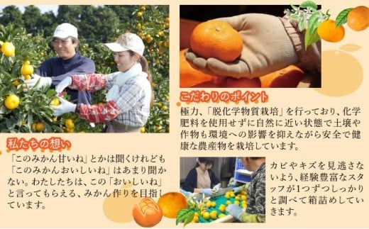 【期間限定】 ＜選べる種類と内容量＞さがみかん （5代目みかん or 蔵入りみかん) (4.5kg or 9.5kg）【温州みかん 甘い 濃厚 ジューシー コク 完熟 熟成みかん 蔵出し 蔵入り 柑橘 密柑 ギフト 果物 フルーツ 佐賀県産 佐賀県 大和 太良 石橋果樹園 人気】
