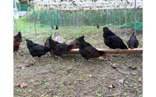 たかはし農園の放し飼い 黒鶏 ネラのたまご 10個×2 計20個 《京都 丹波産 放し飼い 希少 自然卵 平飼い 卵 有精卵 贈り物 ギフト 産地直送 健康食品 贈答》 