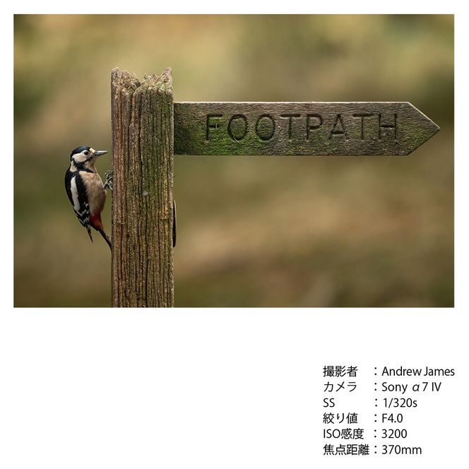 SIGMA 300-600mm F4 DG OS | Sports【ソニーEマウント】超望遠 ズームレンズ ＊受注生産品