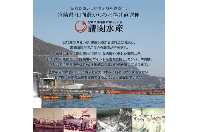 y{茧쒬zCN Ђ Hה׃Zbg(5) Ԃ ^ Jp` }O T[ Hה Zbg ȒP ֗   ܂    CN Z yUZ-11zy֐Yz