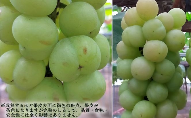 ぶどう 2026年 先行予約 桃太郎 ぶどう 2房（1房480g以上） ブドウ 葡萄  岡山県産 国産 フルーツ 果物 ギフト 