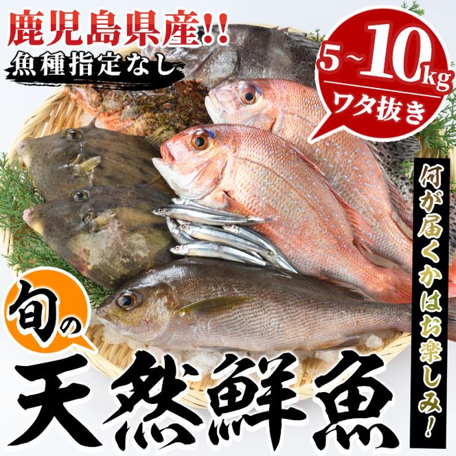 旬の天然鮮魚BOX(5～10kg) 国産 刺身 魚貝 魚介 鮮魚 海産物 天然物 煮つけ 焼き魚【さるがく水産】akn028-29