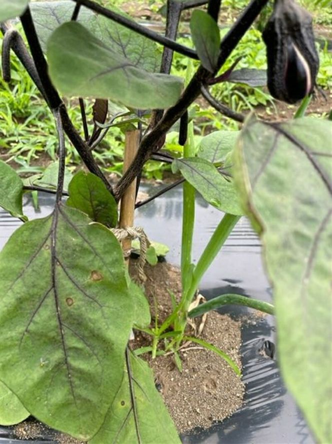 159-2024-02　【冷蔵便】季節のこだわり野菜セット 野菜詰め合わせ（春野菜 夏野菜 ハーブ など）