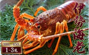 天然 伊勢えび（活）1～3尾 300～450g【2025年10月中旬頃から2026年3月末までに順次発送（1月は漁不可）】 / 伊勢えび 伊勢海老 海老 海鮮 天然 【enk001】