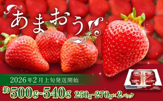 ytz܂itj 250g`270g×2pbN v500g`540gy2026N2{-4{\z   C`S ʕ t[c