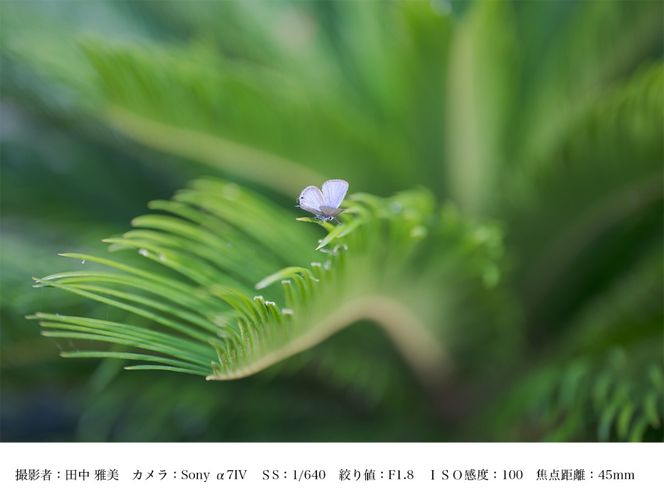 SIGMA 28-45mm F1.8 DG DN | Art【ソニーEマウント】