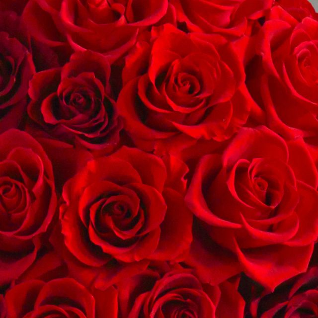 クリムゾン 花 お花 プリザーブドフラワー ギフト プレゼント お祝い 誕生日 お供え アレンジ インテリア 東京都 墨田区