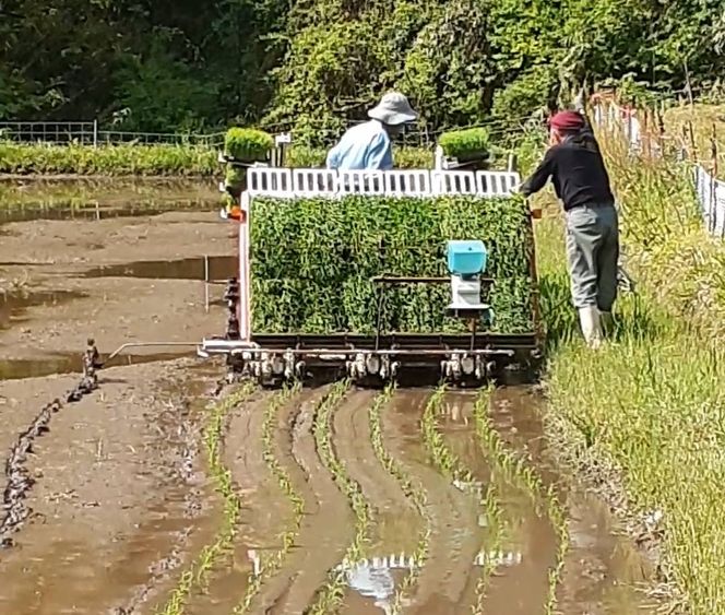 【令和7年産】有機肥料米ナオちゃんのお米【出雲市産きぬむすめ】4kg（1kg×4袋）美味しい お米 贈答 有機栽培 出雲市産 322032_FX001