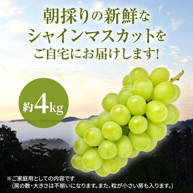 訳あり シャインマスカット 満杯詰め 約4kg以上 ご家庭用 辻葡萄園 ぶどう 葡萄 フルーツ 果物 岡山県産 岡山のぶどう 食後 デザート おやつ  数量限定