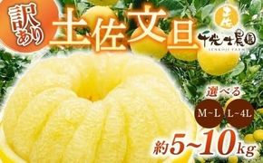 【早期予約 2026年2月上旬より順次発送】 土佐文旦 選べる容量 サイズ 約5kg 約10kg M ~ 4L 高知県産 柑橘 フルーツ 文旦 ぶんたん ブンタン 分担 果物 みかん 文旦 蜜柑 お裾分け デザート 柑橘 産地直送 訳あり 家庭用 文旦高知 5キロ 10キロ 高知県 安芸市 南国高知 HNT011