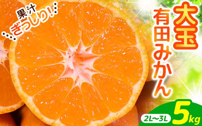＼ みかんの名産地 和歌山県産／ 農家直送 大玉 有田みかん 5kg （2L～3L） ひとつひとつ手選別で厳選【2026年11月下旬～2027年1月中旬ごろに順次発送予定】 | みかん フルーツ 果物 くだもの 有田みかん 蜜柑 柑橘【hdm001-1A】