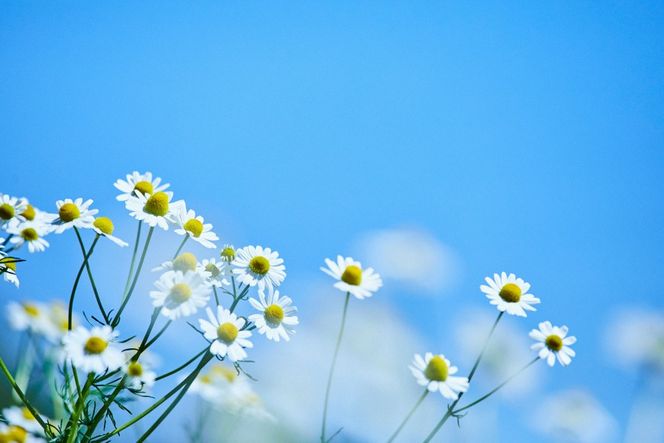 華密恋 有機 カモミール ハーブティ 9g (1.5g×ティーバッグ6包) [カミツレ研究所 長野県 池田町 48110786] カミツレン カミツレ