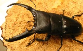 パラワンオオヒラタクワガタ♂95ミリ前後・♀お任せ 生き物 虫 昆虫 オス メス 