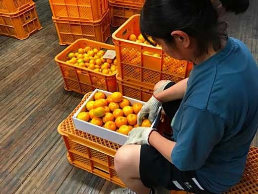 極早生 有田 みかん 化粧箱 特秀 L サイズ 32玉入 南泰園 和歌山 有田みかん BS602