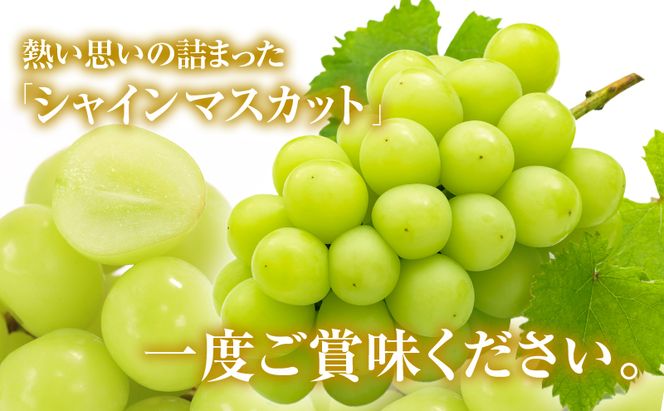シャインマスカット 約4kg ぶどう 葡萄 フルーツ 岡山 高梁市産 2026年 先行予約 果物類 芳醇な香り 種なし 皮ごと 