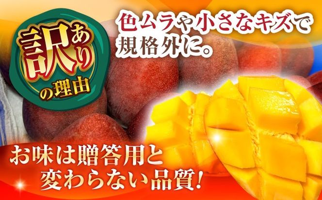 【優秀賞受賞】沖縄県産 完熟マンゴー 訳アリ 2kg (3〜5玉) マンゴー 沖縄 果物 フルーツ ギフト 沖縄市 / MAIFARM[BCAN004]
