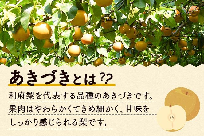 数量限定 利府梨（あきづき）5kg（10玉前後） 先行受付 [先行予約 今が旬 甘い ブランド 梨 果物 フルーツ 美味 おいしい 宮城県 利府町 鈴木農園]|06_sne-010501