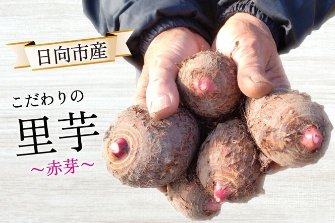 【期間限定発送】 里芋 赤芽 4kg [甲斐自然派農園 宮崎県 日向市 452060524] さといも ホクホク