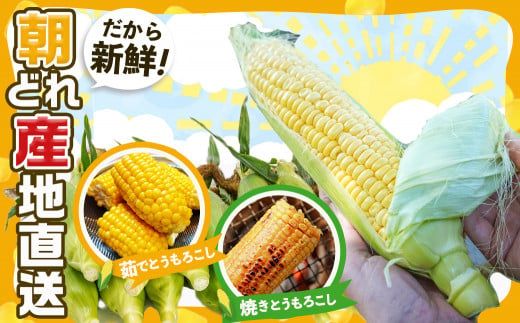 【先行受付】朝どれ!!都城産スイートコーン(味来コーン)5kg 15本以上_12-B401-6_(都城市) 朝どれ とうもろこし スイートコーン 5キロ 約15本以上 産地直送 みずみずしい あまい