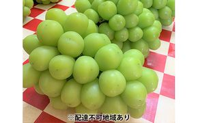 シャインマスカット 1房 700g以上 葡萄 フルーツ 岡山 高梁市産 こあに葡萄園 2026年 先行予約 果物類 ぶどう ブドウ 