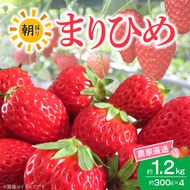 朝摘み 完熟 まりひめ いちご 約300g×4パック (合計約1,200g)_AB7335