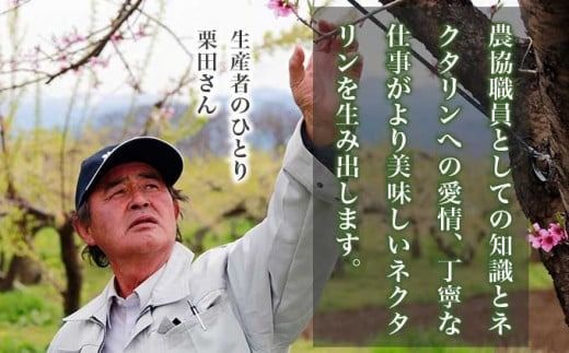 旬のネクタリン 約1.8kg 約2.8kg 選べる内容量 ［小布施屋］ 果物 フルーツ 桃 もも 長野県産 小布施 冷蔵便 クール便 産地直送 数量限定 送料無料 令和7年産 【2025年7月上旬～9月上旬発送】