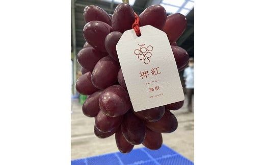 島根県オリジナル品種　神紅1房（500ｇ見当） 甘い 美味しい 新鮮  ぶどう フルーツ 果物 出雲市産 322032_CG003