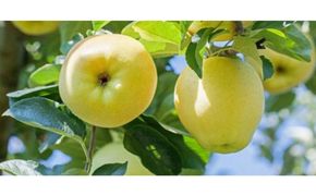 りんご しなのゴールド5kg スマートフレッシュ加工