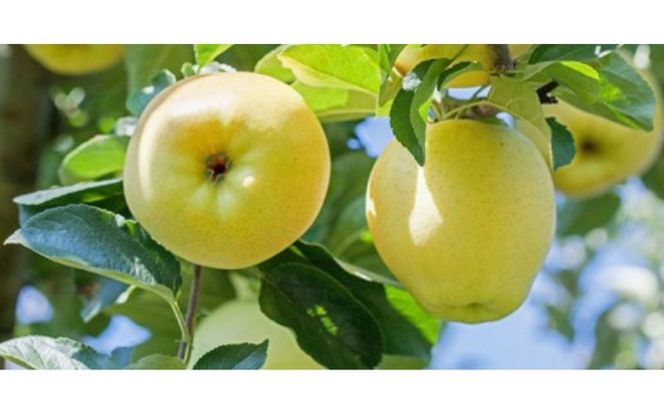 りんご しなのゴールド5kg スマートフレッシュ加工