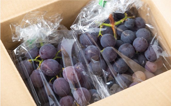 ぶどう 藤稔 ２P 国産 果物 くだもの 青果 フルーツ 葡萄 ブドウ グレープ ジューシー デザート やすらぎ市 高知県 香南市 冷蔵 yr-0098