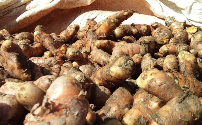 糸島ゴールデンウコン 粉末 100g 糸島市 / 翼宿糸島食悦 秋ウコン ターメリック[AJO001] ウコン 秋ウコン アキウコン 粉末 健康 国産 野菜 ターメリック クルクミン