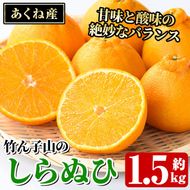 竹ん子山のしらぬひ(約1.5kg) 国産 鹿児島県産 阿久根産 柑橘 果物 しらぬい 不知火 フルーツ 果実 期間限定 【竹ん子山】akn097-14