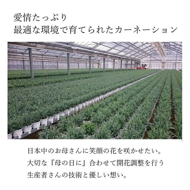 【母の日ギフト】鉢もの「カーネション7号ピンク」＜お届け日：2026年5/4～5/10 当店おまかせ ＞母の日カード付き【 母の日 ギフト アレンジ 花 カーネーション 贈り物 大阪府 門真市 】 272230_BG071VC02