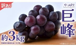 【 訳あり 】 巨峰 3kg 【2026年9月発送開始】(茨城県共通返礼品：大子町) ぶどう 葡萄 ブドウ フルーツ 果物 スイーツ わけあり ワケあり ご自宅用 ご家庭用 自分用