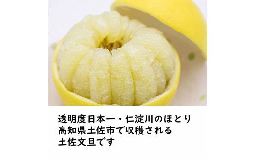 【先行予約】生産者直送 土佐文旦 約4.5kg [サイズおまかせ 2L～4L] 家庭用＜2027年1月下旬より発送＞  家庭用 文旦 柑橘 みかん フルーツ 果物 産地直送 お取り寄せ【土佐文旦産直協同組合】