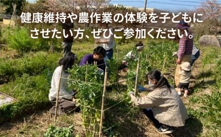 【ふるさと納税】糸島で農業体験(2名) 栽培期間中農薬不使用 無化学肥料 無除草剤の畑で野菜のお世話体験！ [AAL002]