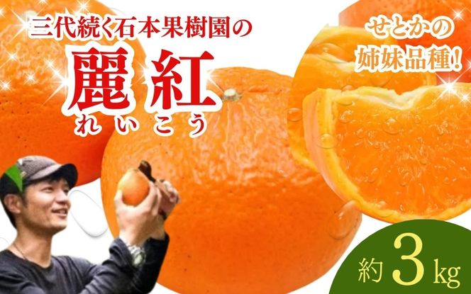 【先行予約】石本果樹園の美味しい麗紅（レイコウ）約3kg 約18～20玉前後【2027年2月中旬から3月中旬までに順次発送予定】 / みかん フルーツ くだもの 果物 れいこう【min003C】