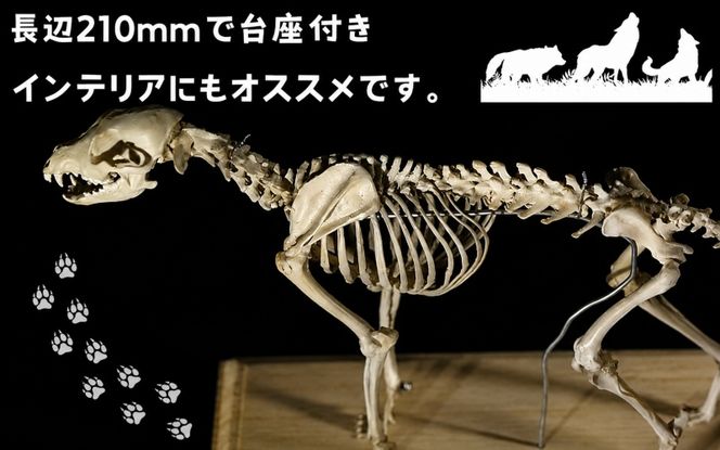 全身 骨格 レプリカ ニホンオオカミ 縮小 / 標本 コレクション プラモデル 動物 標本 骨格 狼 フィギュア インテリア 模型 動物 博物館 頭蓋骨 ミニチュア 3D プリント【anf949-shk-nok】