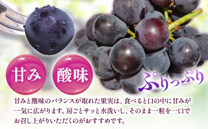 【先行予約】紀州和歌山産 ピオーネ 約2kg 3房-5房 魚鶴商店 《2026年8月下旬-9月下旬頃出荷》 和歌山県 日高町 フルーツ ぶどう 巨峰 2kg 和歌山県産 送料無料---wsh_cuot57_8g9j_25_20000_2kg---