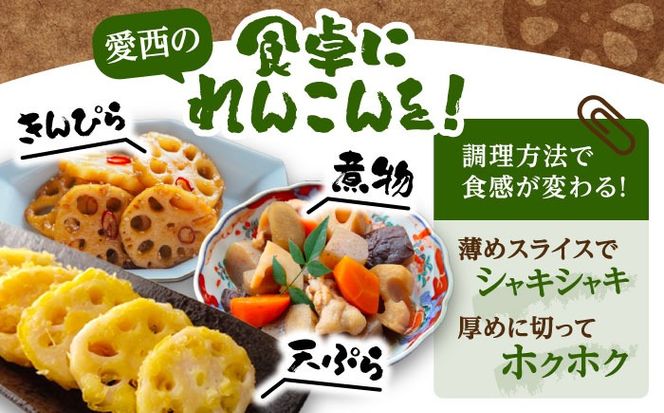 泥付きれんこん 約5kg (常温) 野菜 レンコン 愛西市 / JAあいち海部れんこんセンター 【配送不可地域：北海道・沖縄・離島】[AEDK003]