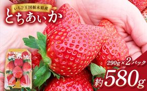 【先行予約】出会いの森いちご園 とちあいか （290g×2パック） | いちご イチゴ 苺 栃木県 果物 くだもの フルーツ とちあいか 新鮮 贈答 ギフト デザート スイーツ ※2026年12月～発送