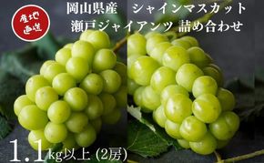 厳選 シャインマスカット・瀬戸ジャイアンツ 2房 合計1.1kg以上 詰合せ 産地直送 朝採れ ぶどう 葡萄 Kawahara Green Farm 岡山県産 2026年 先行予約
